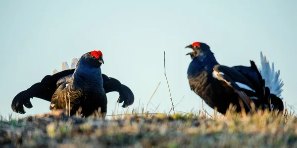 Harci lekking fekete grouses. — Stock Fotó