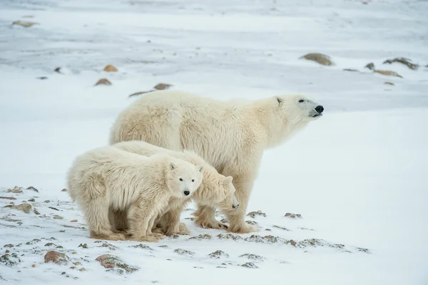 Polar hon-bear med ungar. Stockbild