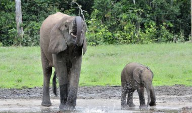 Afrika orman fillerinin