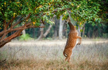 Eating wild  male cheetal deer (Axis Axis)