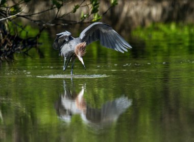 Küçük mavi balıkçıl (egretta caerulea)