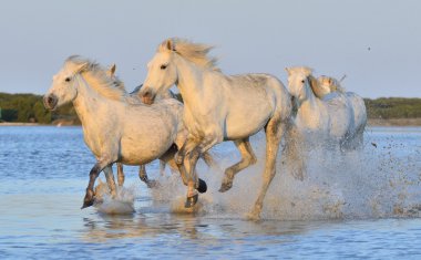 Beyaz Camargue at sürüsü