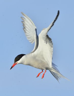 Genel Tern (Sterna hirundo)