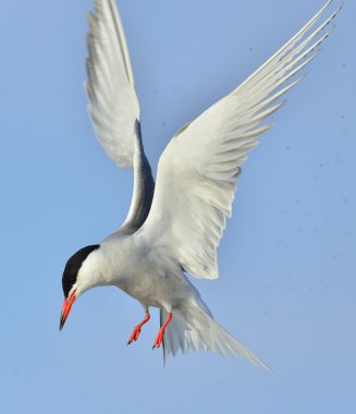 Genel Tern (Sterna hirundo)