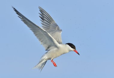 Genel Tern (Sterna hirundo)