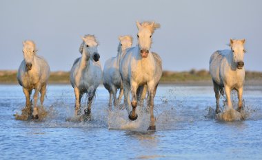 Beyaz Camargue at sürüsü