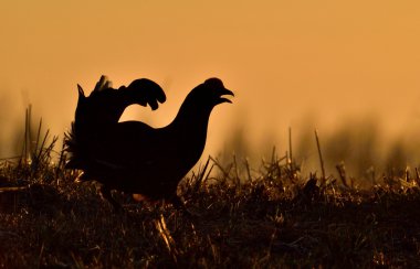 Birkhuhn, Kara Orman Tavuğu (Tetrao tetrix)