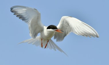 Genel Tern (Sterna hirundo)
