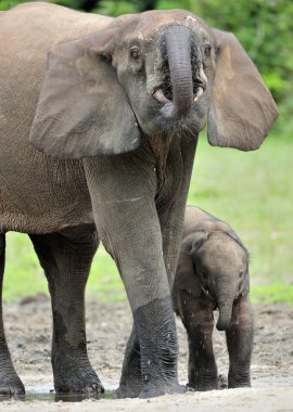 Afrika orman fillerinin