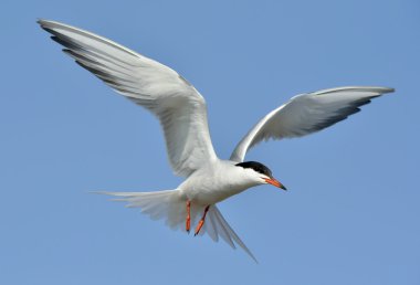 Common Tern (Sterna hirundo) clipart