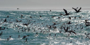 Cape karabatak (phalacrocorax capensis)