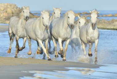 Beyaz Camargue at sürüsü