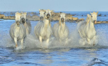Beyaz Camargue at sürüsü