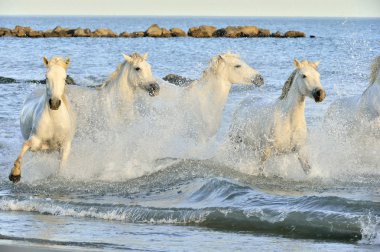 Beyaz Camargue at sürüsü