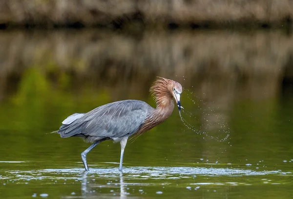 Little blue heron — Stockfoto