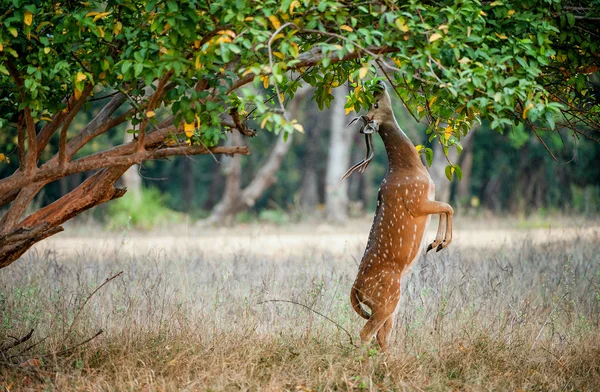 Het eten van wild mannelijke cheetal herten — Stockfoto