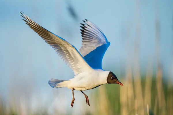 Kokmeeuw — Stockfoto