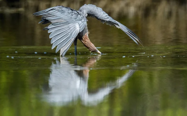 Lilla blå häger (egretta caerulea)) — Stockfoto