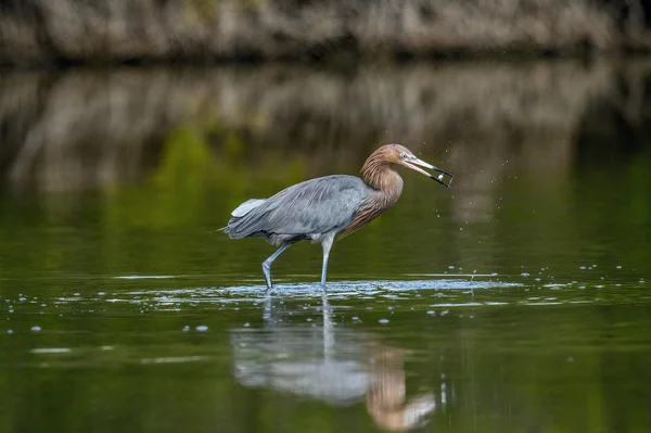 Kleiner Blaureiher — Stockfoto