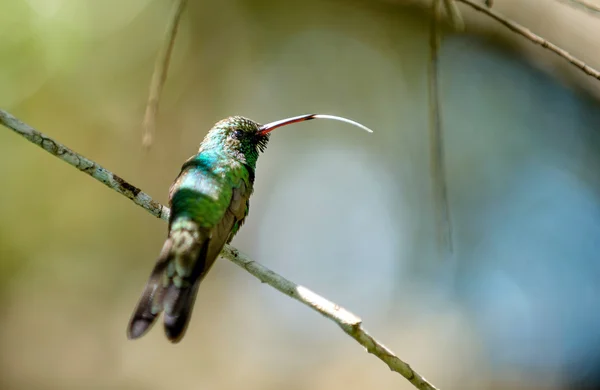 Colibrí esmeralda cubano — Foto de Stock