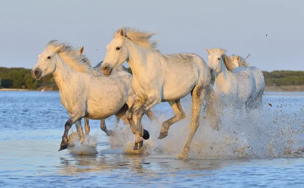 Troupeau de chevaux de Camargue blanche — Photo