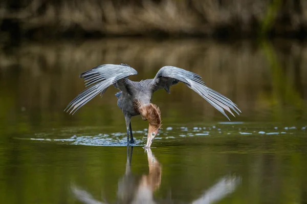 Piccolo airone azzurro (Egretta caerulea) pesca — Foto Stock