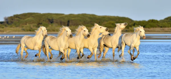 Beyaz Camargue at sürüsü — Stok fotoğraf