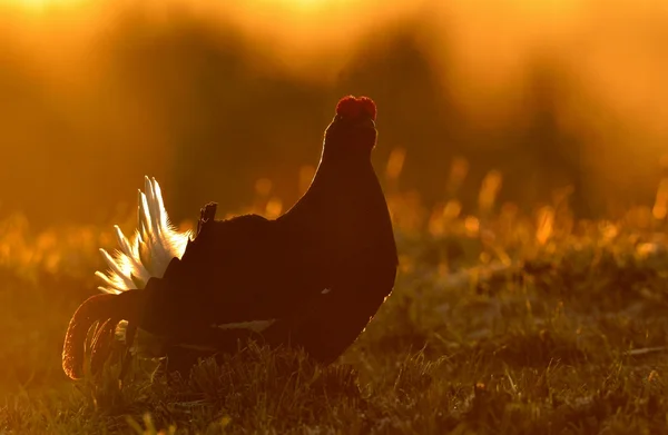 Birkhuhn, black grouse (Tetrao tetrix) — Stock Photo, Image