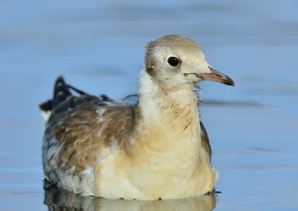 Black-headed Gulll — Stockfoto