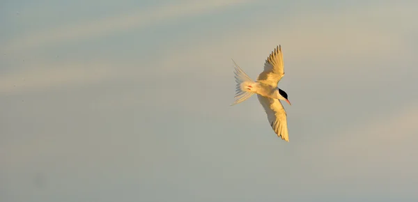 Common Tern (Sterna hirundo)) — 图库照片