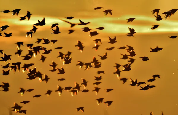 The common starlings — Stock Photo, Image