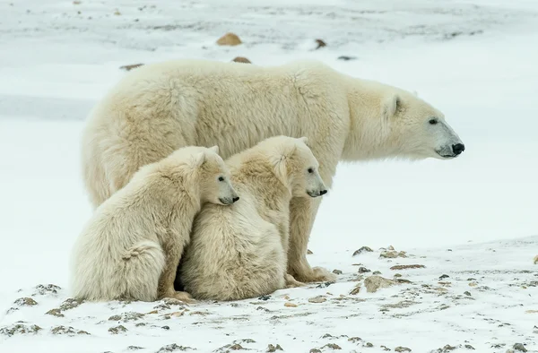 她-北极熊与幼狮 — 图库照片