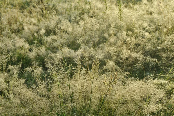 Gras verlicht door de zon — Stockfoto