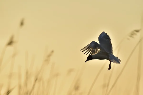 Gabbiano dalla testa nera — Foto Stock