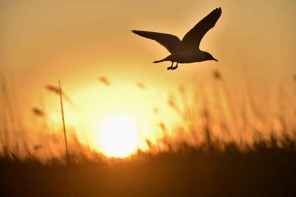 Gaviota de cabeza negra — Foto de Stock