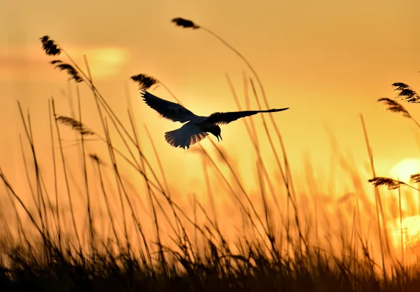 Gaivota de cabeça preta — Fotografia de Stock