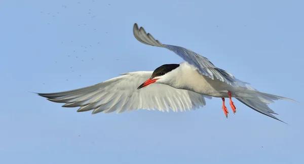 Rybitwa zwyczajna (Sterna hirundo) — Zdjęcie stockowe