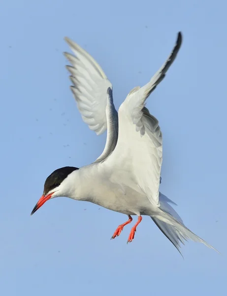 Vanlig Tern (Sterna hirundo) — Stockfoto