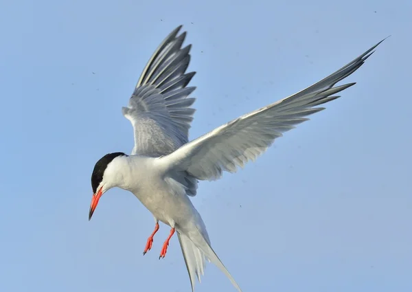 Common Tern (Sterna hirundo) — Stock Photo, Image