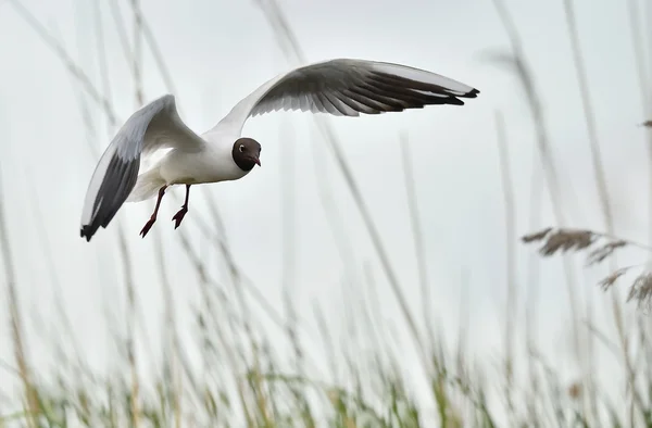 Gaviota de cabeza negra —  Fotos de Stock