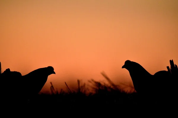 Lekking Black Grouses — Stock Photo, Image