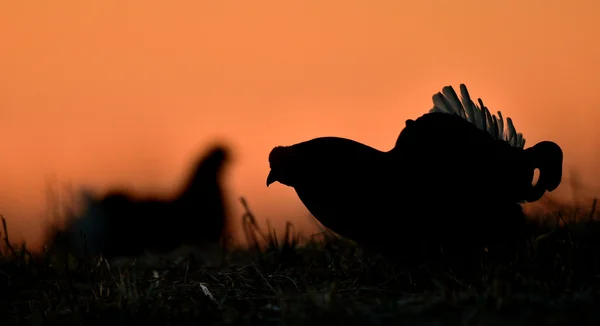 Lekking černá tetřevů — Stock fotografie