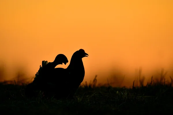 Birkhuhn, tetřívek (Tetrao tetrix) — Stock fotografie