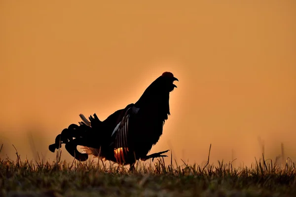 Birkhuhn, grouse preto (Tetrao tetrix ) — Fotografia de Stock