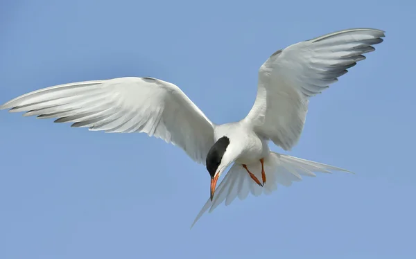 Grote stern (Sterna hirundo)) — Stockfoto