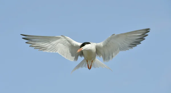 Common Tern (Sterna hirundo)) — 图库照片