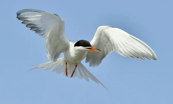 Vanlig Tern (Sterna hirundo) — Stockfoto