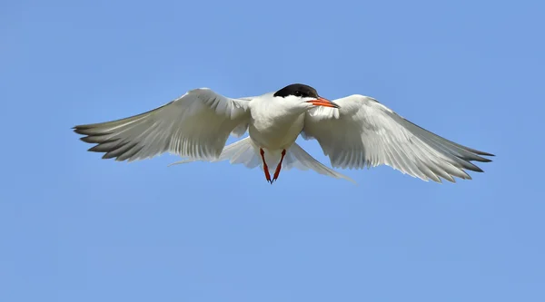 Rybák obecný (Sterna hirundo) — Stock fotografie