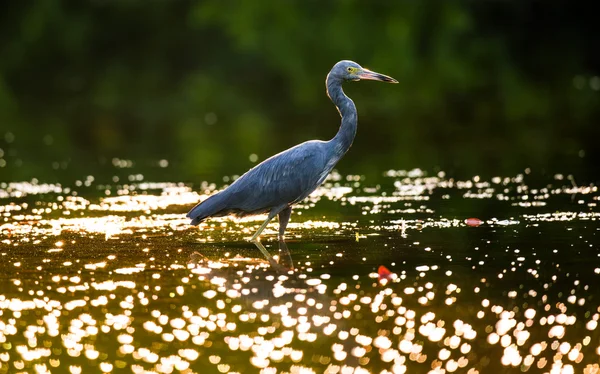 Little blue heron — Stockfoto