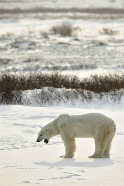 Urso polar bocejo — Fotografia de Stock